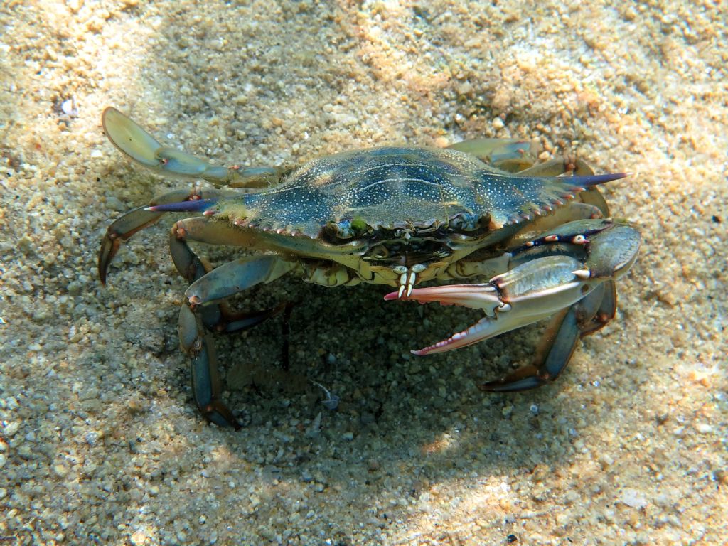 Callinectes sapidus (Rathbun, 1896) dalla Grecia